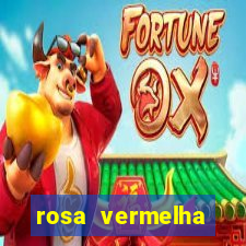 rosa vermelha (letra e cifra)